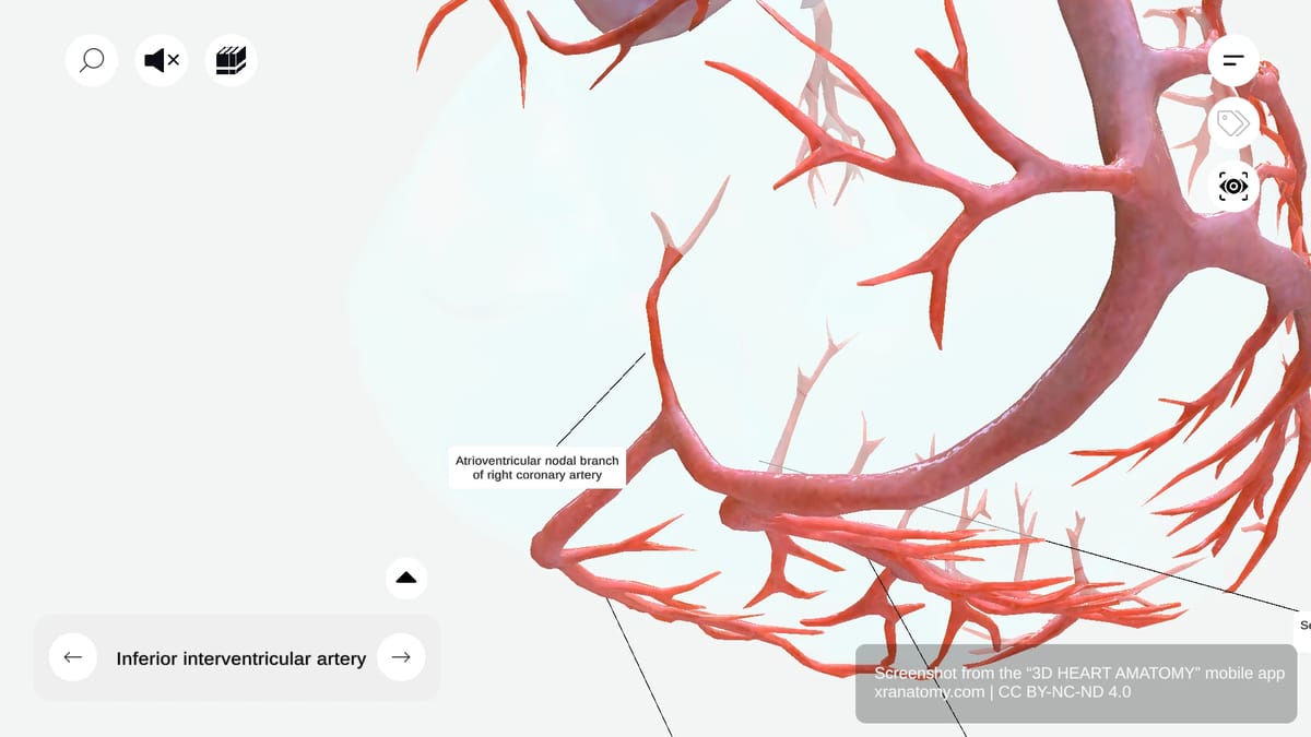 Atrioventricular nodal branch arising from right coronary artery to supply AV node of cardiac conduction system