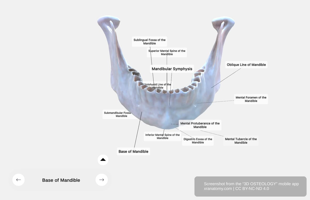 External surface of mandible base showing mental protuberance, mental tubercles, mental foramen, and oblique line