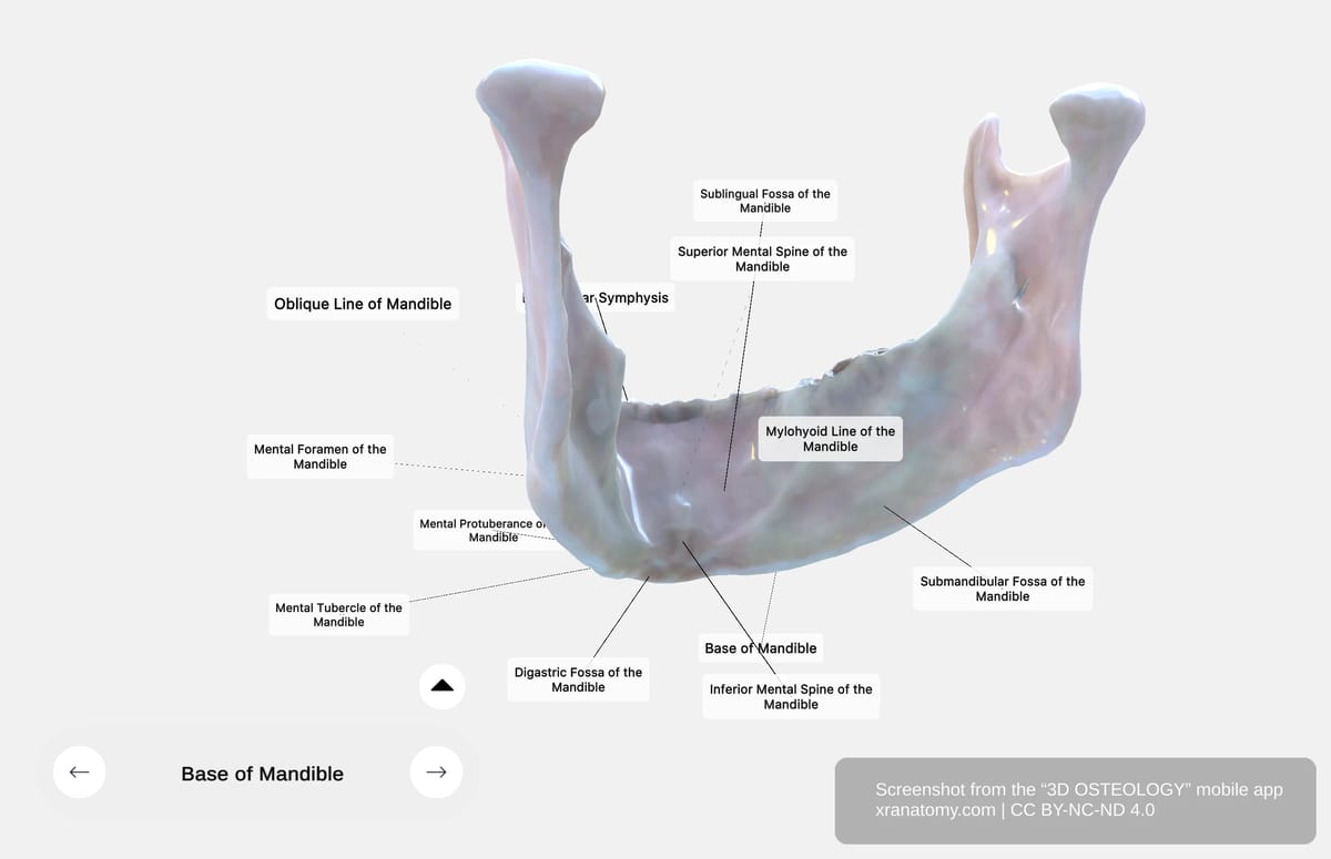 Internal surface of mandible base showing digastric fossa, mylohyoid line, sublingual fossa, and submandibular fossa
