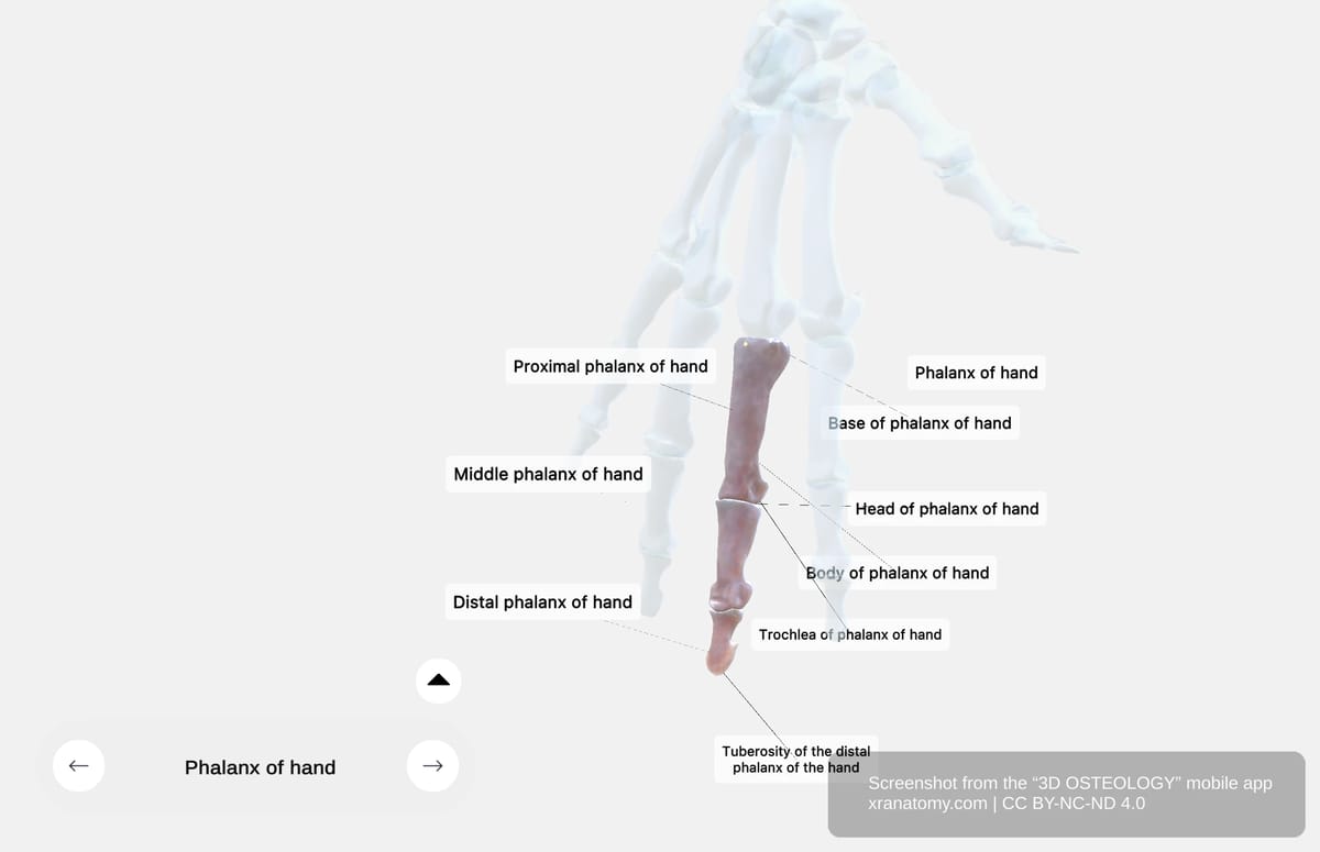 Phalanx of the hand showing body, base with articular surface, and head with condyles