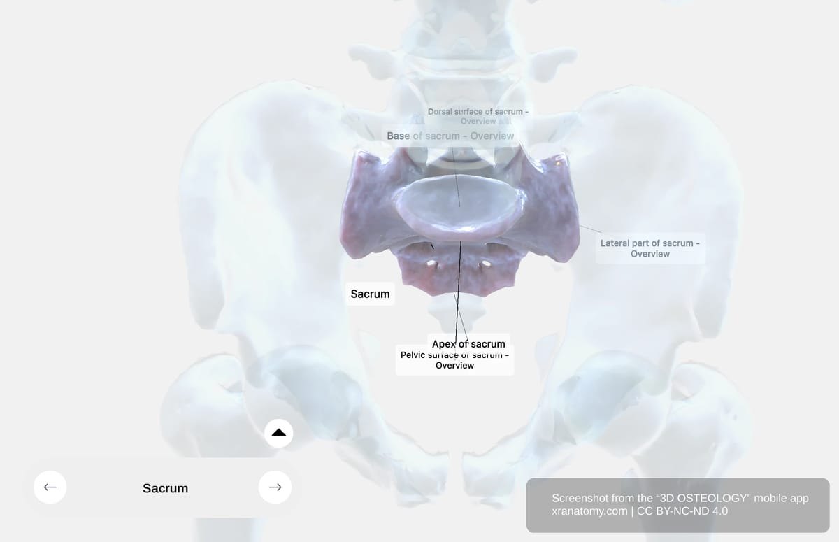 Superior view of the sacrum showing sacral base and alae