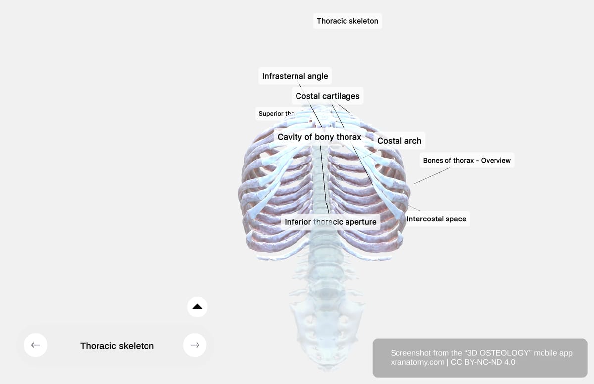 Inferior thoracic aperture showing lower boundary of thoracic cavity bounded by twelfth thoracic vertebra and costal cartilages