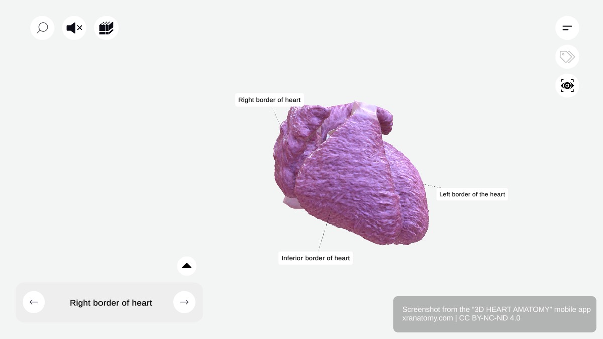 Heart Surfaces & Borders: 360° Interactive 3D Anatomy | Free