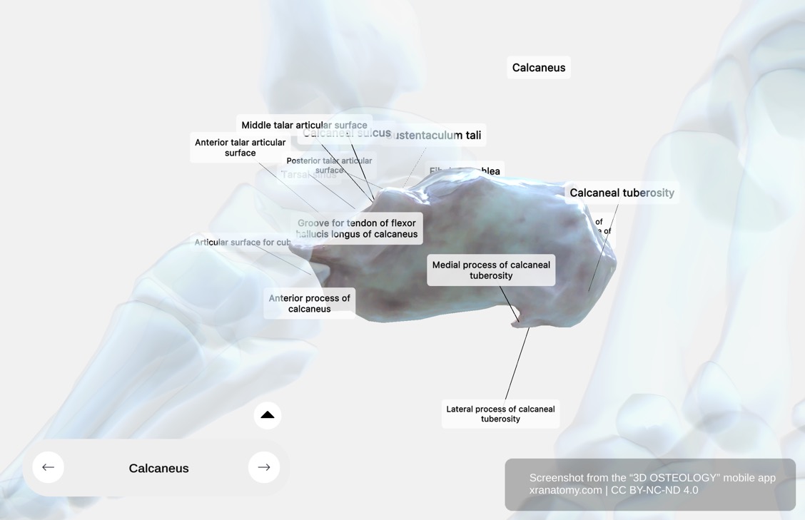 Medial Process Of Calcaneus