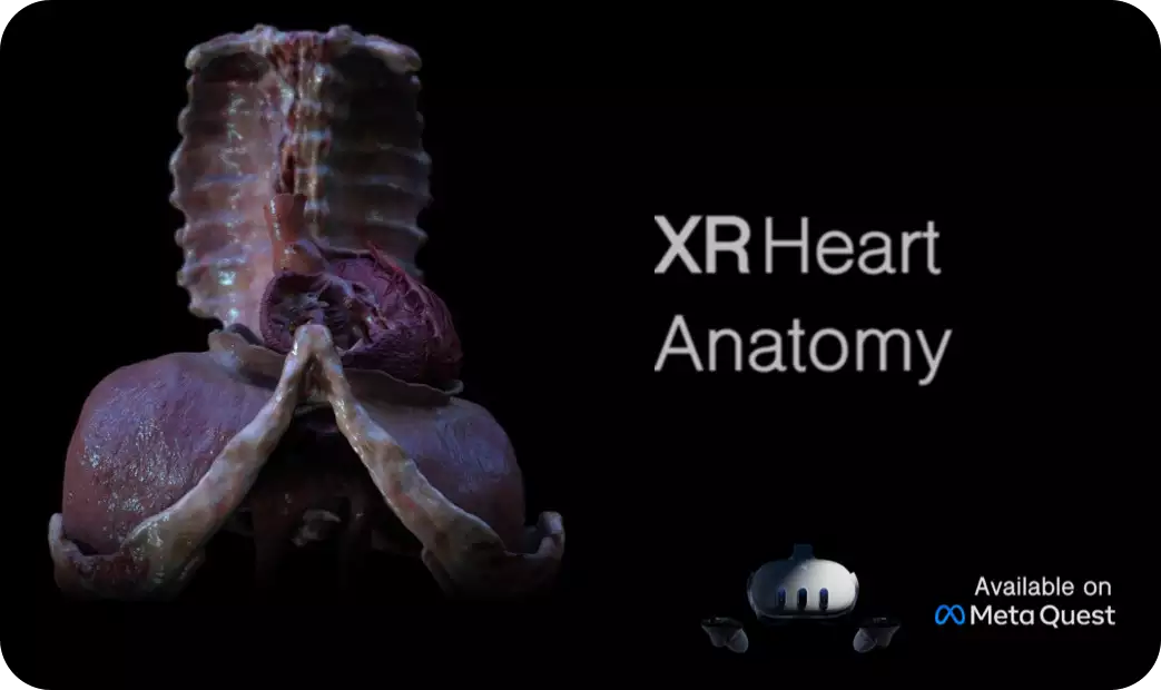 XR Anatomy