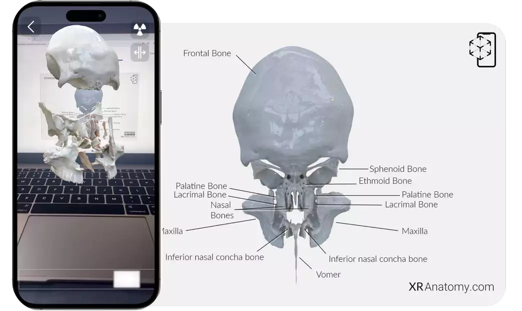 XR Anatomy App Screenshot