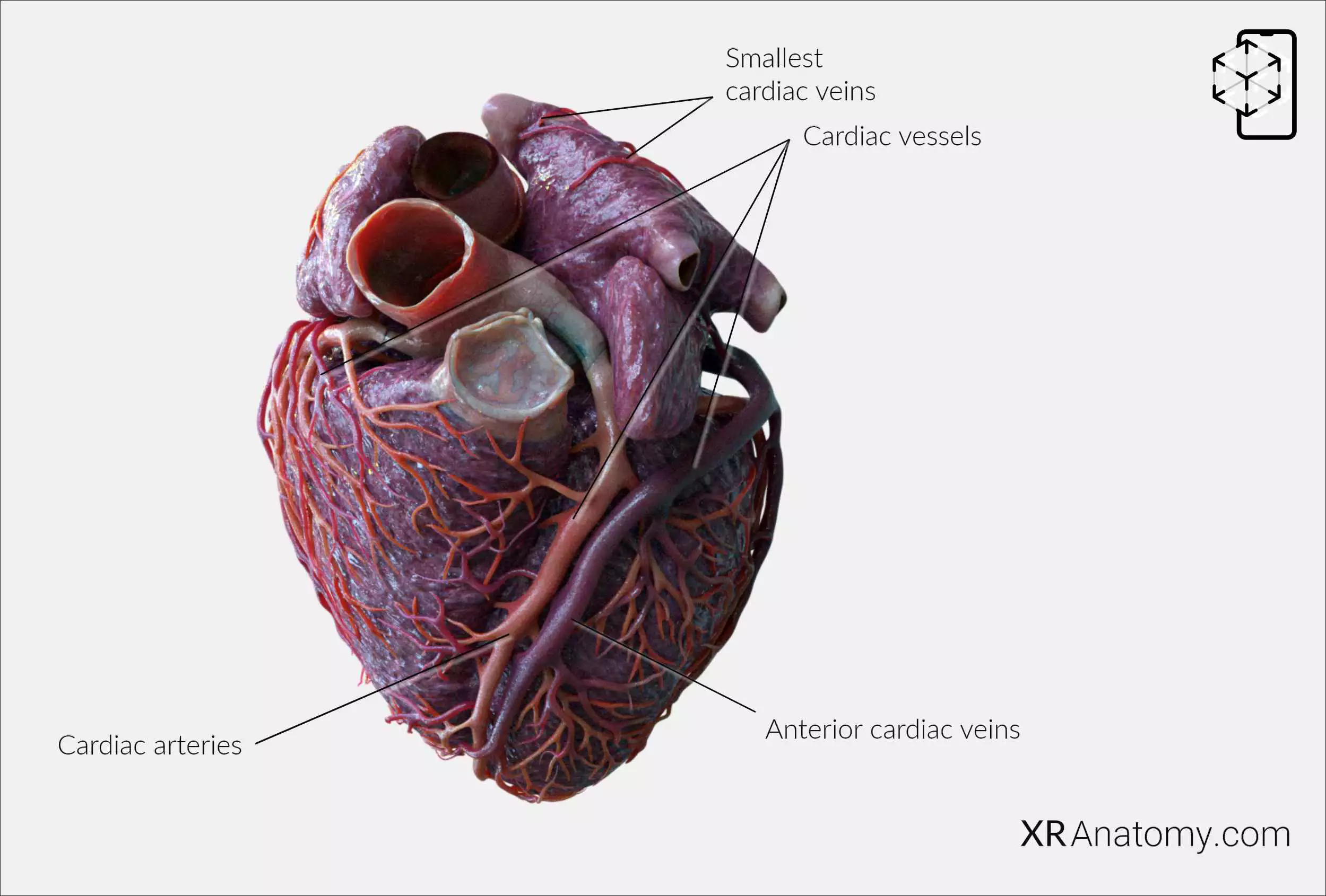 AR Figure 100 – Cardiac vessels: Inferior view