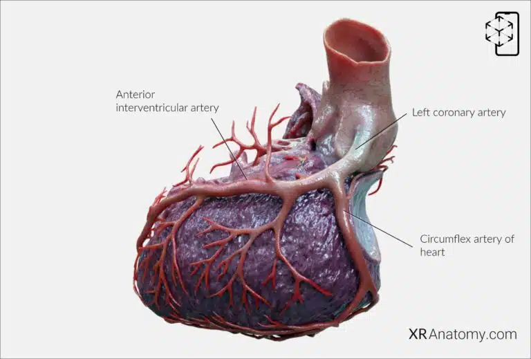 AR Figure 103 – Left coronary artery: Overview