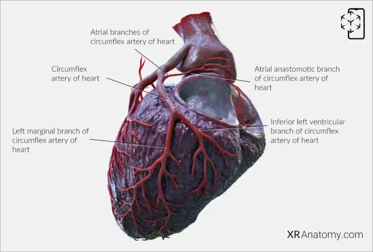 AR Figure 105 – Left Coronary Artery: Circumflex artery