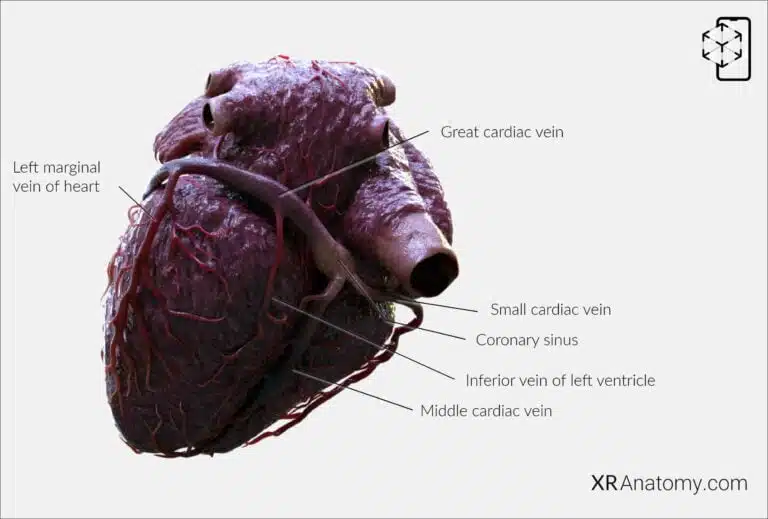 AR Figure 106 – Cardiac veins: Coronary sinus