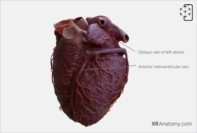 AR Figure 107 – Cardiac veins: Anterior interventricular vein