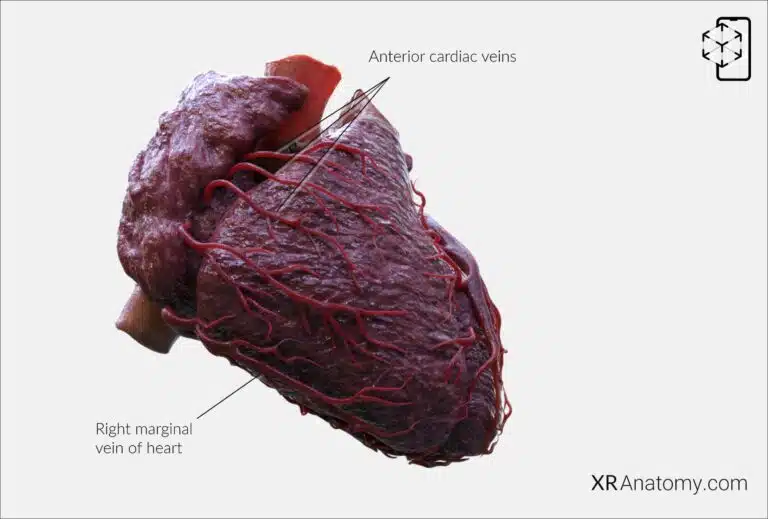 AR Figure 108 – Cardiac veins: Anterior cardiac veins