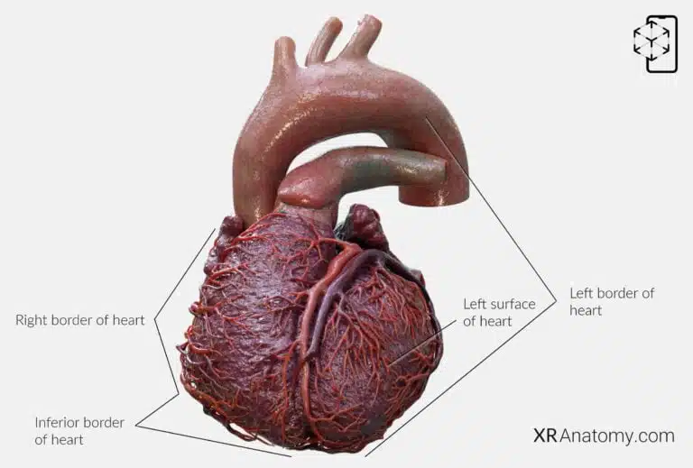 AR Figure 74 – Heart: Borders of heart