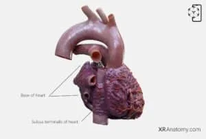 AR Figure 75 – Heart: Base of heart