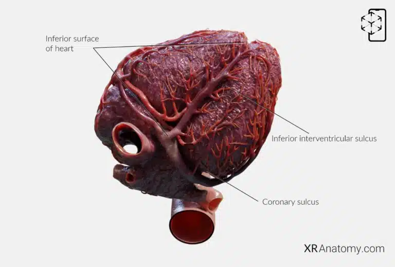 AR Figure 77 – Heart: Inferior surface