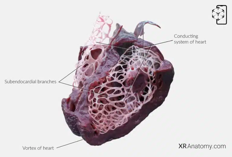 AR Figure 78 – Myocardium: Conducting system of heart