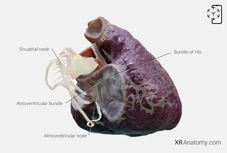 AR Figure 79 – Myocardium: Conducting system of atria