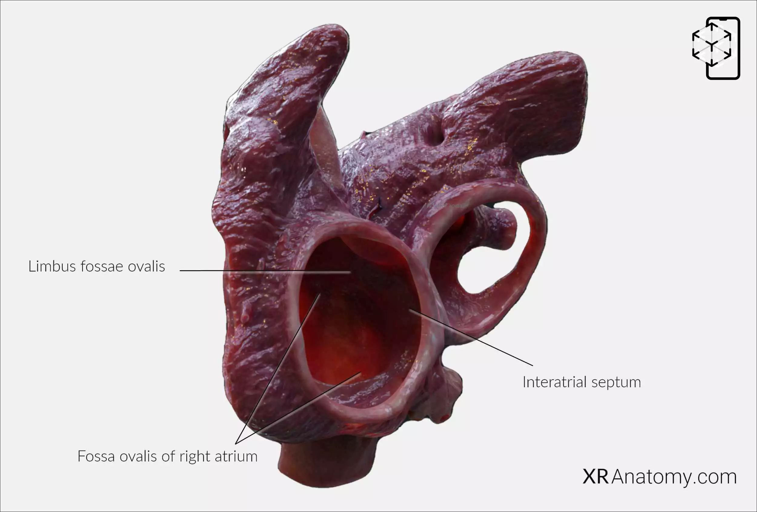 AR Figure 82 – Cardiac septum: Interatrial septum