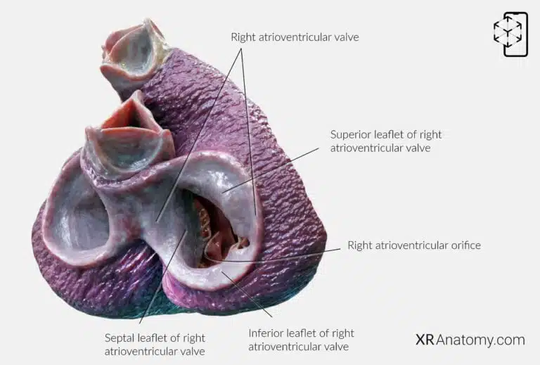 AR Figure 85 – Right atrioventricular valve