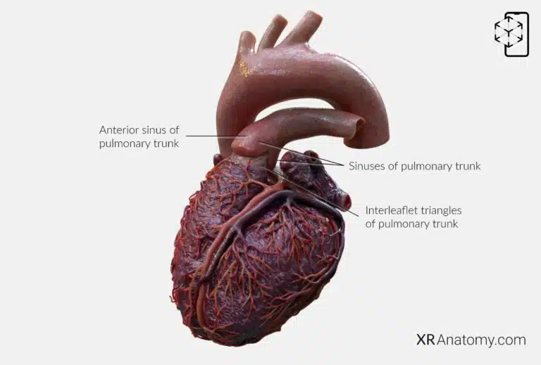 AR Figure 91 – Root of pulmonary trunk: Sinuses of pulmonary trunk