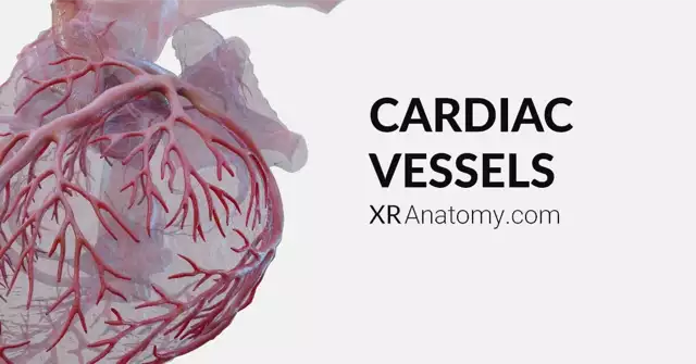 Cardiac Vessels