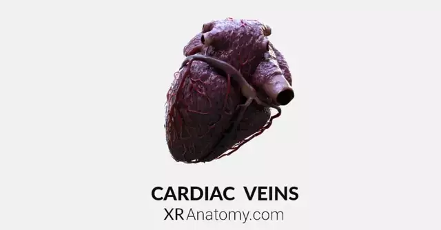 Cardiac Veins AR