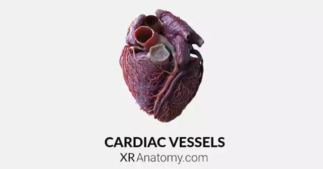 Cardiac Vessels 2