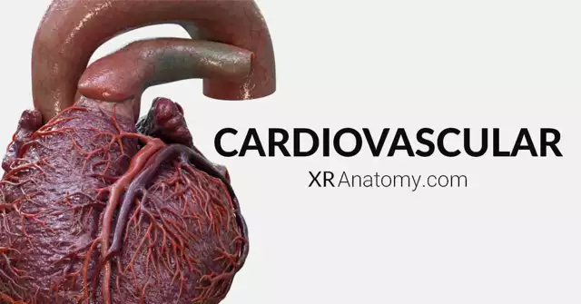 Cardiovascular