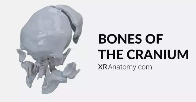 Bones of the Cranium