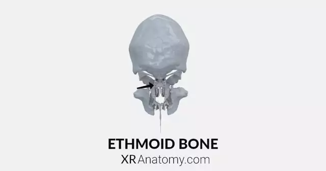 Ethmoid Bone