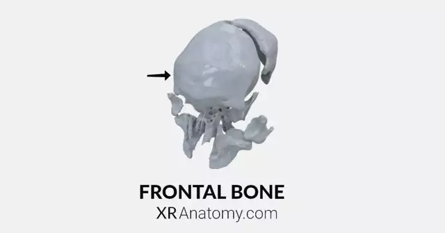 Frontal Bone