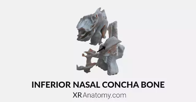 Inferior Nasal Concha Bone