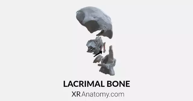 Lacrimal Bone