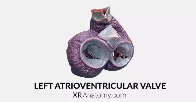 Left Atrioventricular Valve