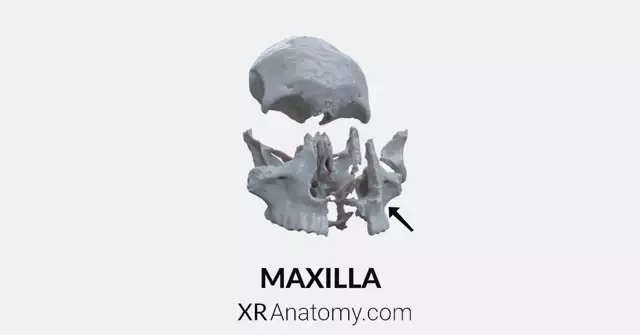 Maxilla