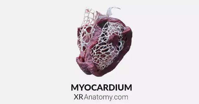 Myocardium