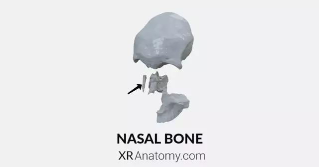 Nasal Bone