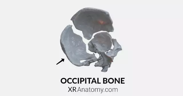 osteology menu