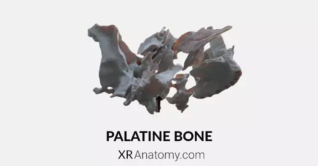 Palatine Bone