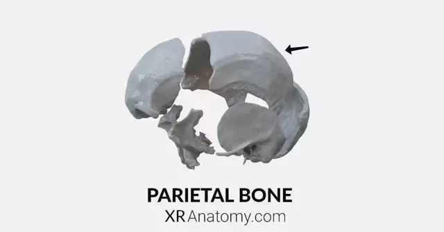 Parietal Bone