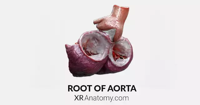 Root of Aorta