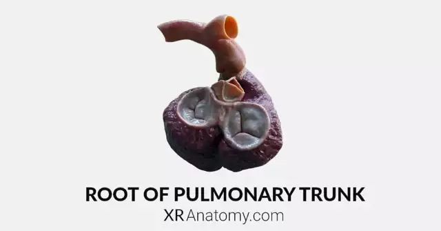 Root of Pulmonary Trunk