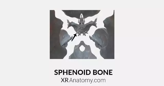 Sphenoid Bone