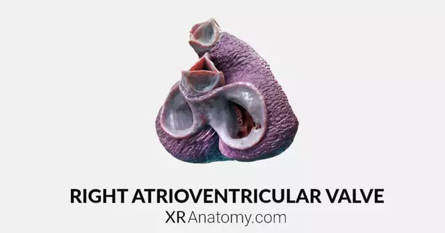 Valvular Complex of Heart