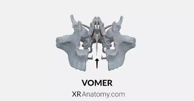 Vomer Bone