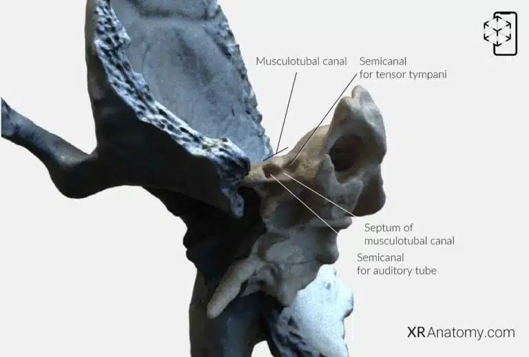 AR Figure 12 – Temporal Bone: Petrous part