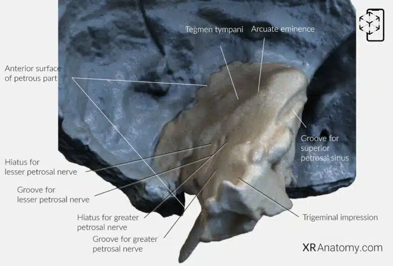 AR Figure 13 – Temporal Bone: Petrous part