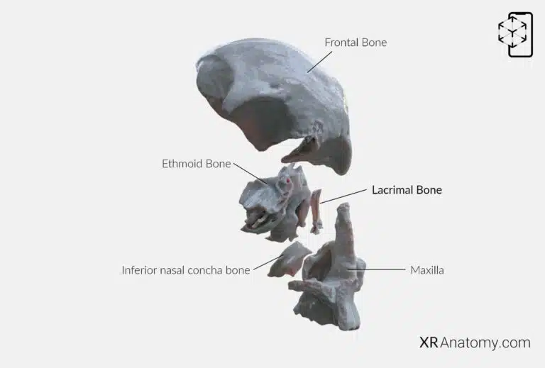 AR Figure 49 – Lacrimal bone: Disarticulated view