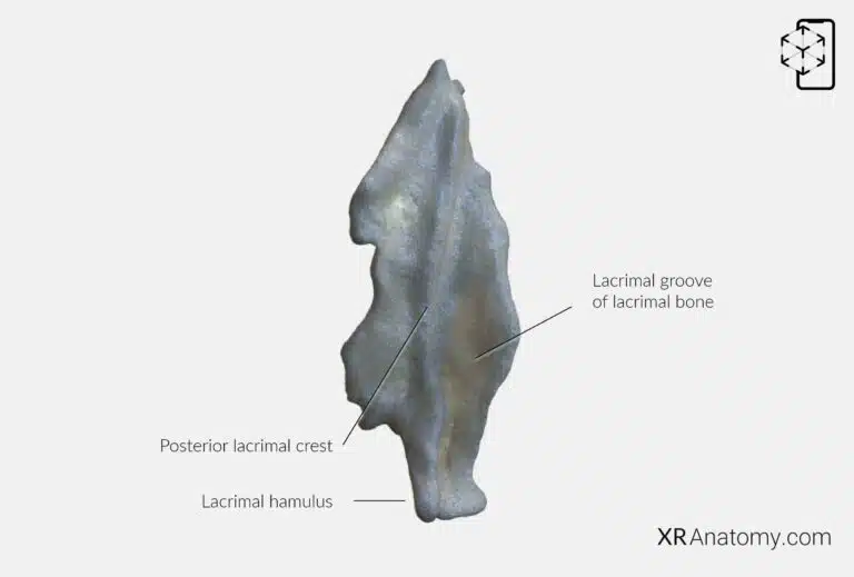 AR Figure 50 – Lacrimal bone