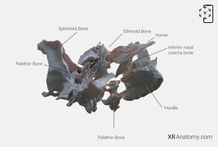 AR Figure 61 – Palatine bone: Disarticulated view